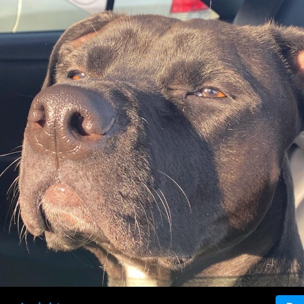 Meet your Posher, Bella